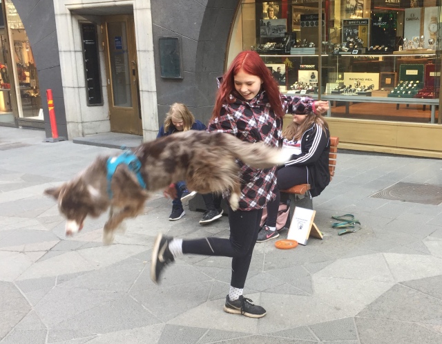 Little Border Collie